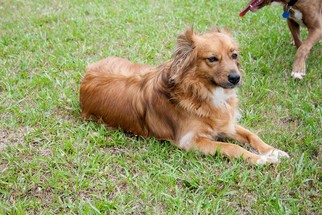 Gollie Dogs for adoption in Rowayton, CT, USA