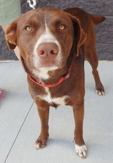 Sheprador Dogs for adoption in White Bluff, TN, USA