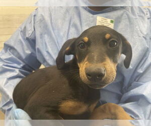 Doberman Pinscher-Unknown Mix Dogs for adoption in San Bernardino, CA, USA