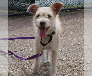 Chihuahua-Unknown Mix Dogs for adoption in San Antonio, TX, USA