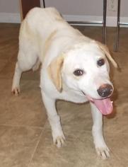 Labrador Retriever Dogs for adoption in Lemoore, CA, USA