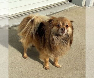 Pomeranian Dogs for adoption in Croydon, NH, USA