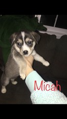 Medium Photo #1 Alaskan Husky-Alaskan Klee Kai Mix Puppy For Sale in Anchorage, AK, USA