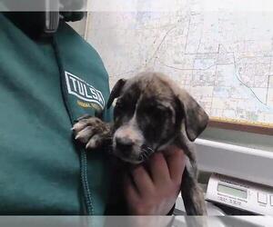 Mutt Dogs for adoption in Tulsa, OK, USA