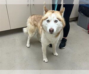 Siberian Husky-Unknown Mix Dogs for adoption in McKinleyville, CA, USA