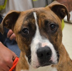 Boxer-Unknown Mix Dogs for adoption in Danville, KY, USA