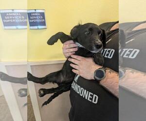 Spaniel-Unknown Mix Dogs for adoption in Rockwall, TX, USA