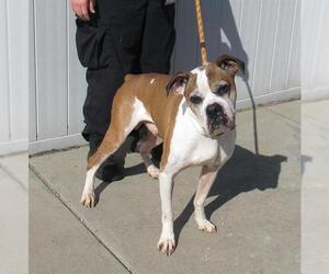 Boxer Dogs for adoption in Louisville, KY, USA