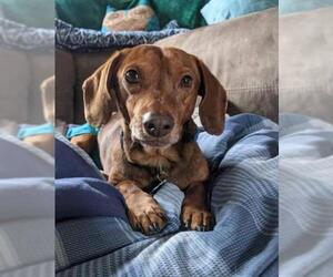 Dachshund Dogs for adoption in Tonawanda, NY, USA