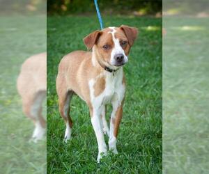 Beagle Dogs for adoption in Johnson City, TN, USA