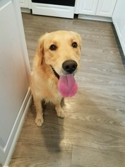 Golden Retriever Dogs for adoption in Irvine, CA, USA