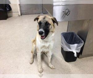 German Shepherd Dog-Unknown Mix Dogs for adoption in Riverside, CA, USA