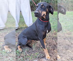 Labrador Retriever-Unknown Mix Dogs for adoption in Wetumpka, AL, USA