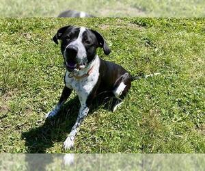 German Shorthaired Pointer-Unknown Mix Dogs for adoption in McKinleyville, CA, USA