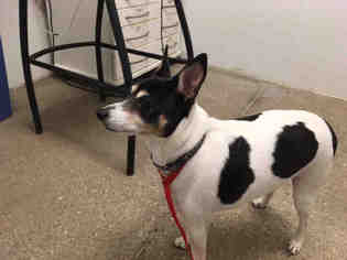 Medium Photo #2 Rat Terrier-Unknown Mix Puppy For Sale in Lawrence, KS, USA