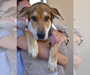 German Shepherd Dog-Unknown Mix Dogs for adoption in McKinney, TX, USA