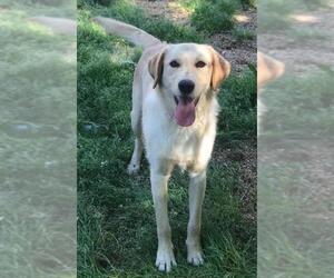 Golden Retriever Dogs for adoption in byhalia, MS, USA