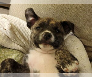 Mutt Dogs for adoption in Redwood City, CA, USA