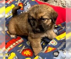 Golden Shepherd Dogs for adoption in Winter Park, CO, USA