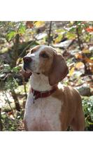 Treeing Walker Coonhound Dogs for adoption in O Fallon, MO, USA