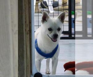 Pomeranian Dogs for adoption in Newaygo, MI, USA