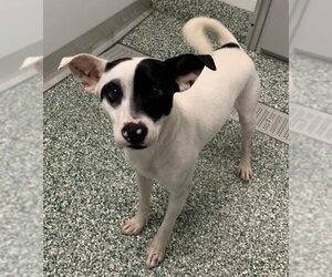 Rat Terrier Dogs for adoption in Salisbury, NC, USA