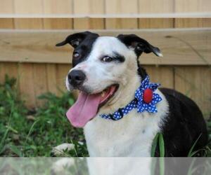 Labrador Retriever Dogs for adoption in Jackson, MS, USA