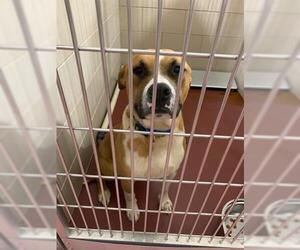 American Pit Bull Terrier Dogs for adoption in Murfreesboro, TN, USA