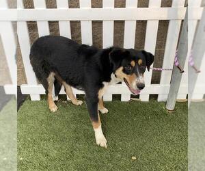 Australian Shepherd-Unknown Mix Dogs for adoption in Modesto, CA, USA