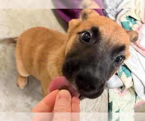 German Shepherd Dog-Unknown Mix Dogs for adoption in Santa Rosa, CA, USA