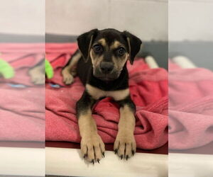 American Staffordshire Terrier-Labrador Retriever Mix Dogs for adoption in Lawrenceville, NJ, USA