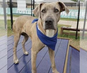 Catahoula Leopard Dog-Unknown Mix Dogs for adoption in San Antonio, TX, USA