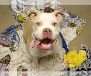 American Pit Bull Terrier Dogs for adoption in Fort Wayne, IN, USA