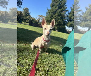 Chihuahua-Unknown Mix Dogs for adoption in Chico, CA, USA
