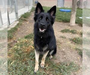 German Shepherd Dog-Unknown Mix Dogs for adoption in Modesto, CA, USA