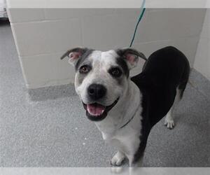 American Pit Bull Terrier Dogs for adoption in Pasadena, TX, USA
