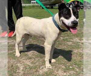American Staffordshire Terrier-Unknown Mix Dogs for adoption in Myrtle Beach, SC, USA