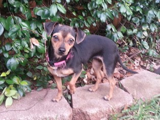 Chiweenie Dogs for adoption in PIPE CREEK, TX, USA