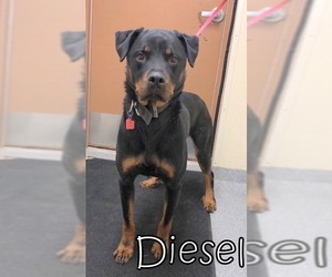 Rottweiler Dogs for adoption in Tremont, IL, USA