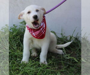Labrador Retriever-Unknown Mix Dogs for adoption in Bandera, TX, USA