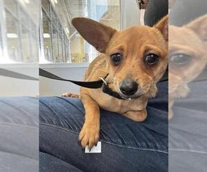 Chihuahua-Unknown Mix Dogs for adoption in Pueblo, CO, USA