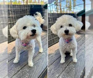 Bichon Frise Dogs for adoption in Frisco, CO, USA