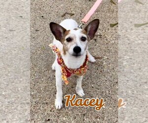 Jack Russell Terrier Dogs for adoption in Texarkana, TX, USA