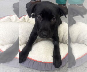 Labrador Retriever-Unknown Mix Dogs for adoption in Royal Palm Beach, FL, USA