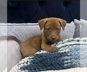 Small Labrador Retriever Mix