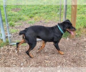 Rottweiler Dogs for adoption in McKinleyville, CA, USA