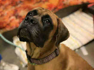Mastiff Dogs for adoption in Forestville, MD, USA