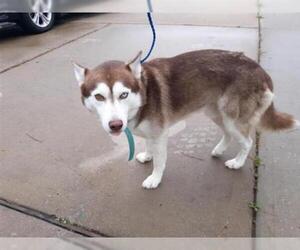 Siberian Husky Dogs for adoption in Houston, TX, USA