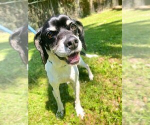 Mutt Dogs for adoption in Hilton Head, SC, USA