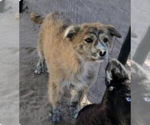 Australian Shepherd-Australian Shepherd-Siberian Husky Mix Dogs for adoption in Pena Blanca, NM, USA